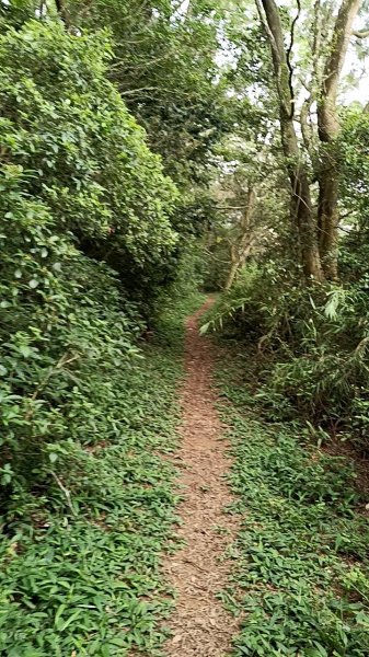 20250607 新竹竹東三山(樹杞林山 - 新具庄山 - 員崠子山)  O型2808998