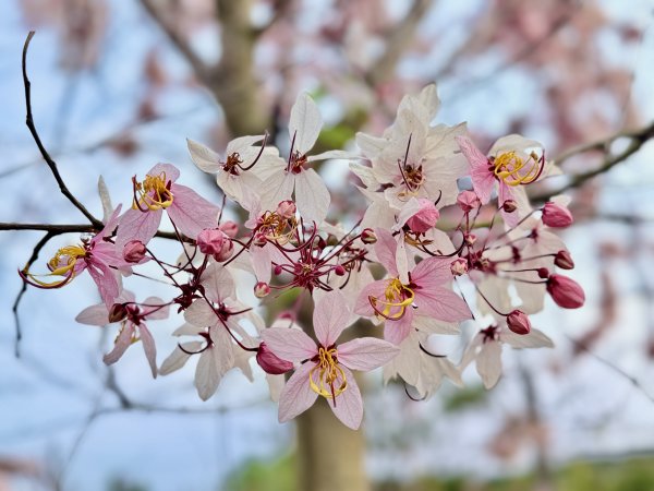 楠西悠遊(鹿陶洋.爐芝潭山)  2026.3.263027458