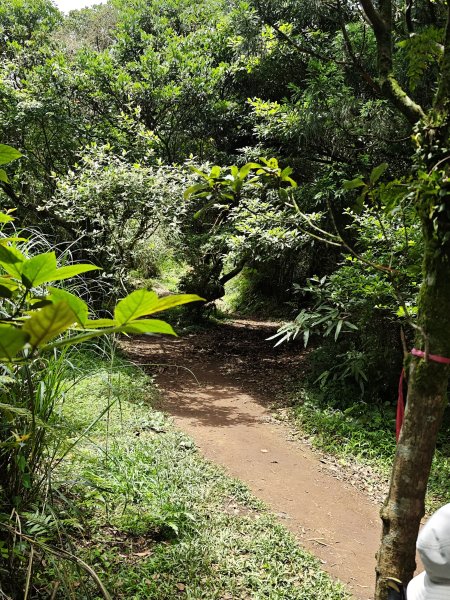 2026-0518 二子坪_大屯坪_青楓步道_猴砍水圳步道_橫嶺古道_半嶺水圳_天母圓環3057270