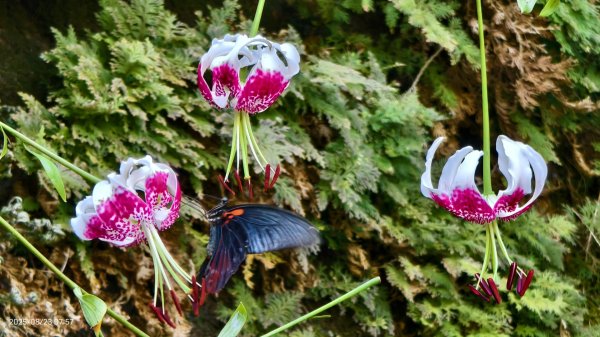 #二格山 #霞光 #日出 #艷紅鹿子百合 #大鳳蝶雄蝶 #紅花石蒜 #彼岸花 8/232867771