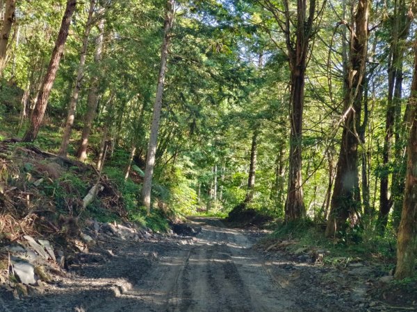 小關山林道27.5k登小關山1795001