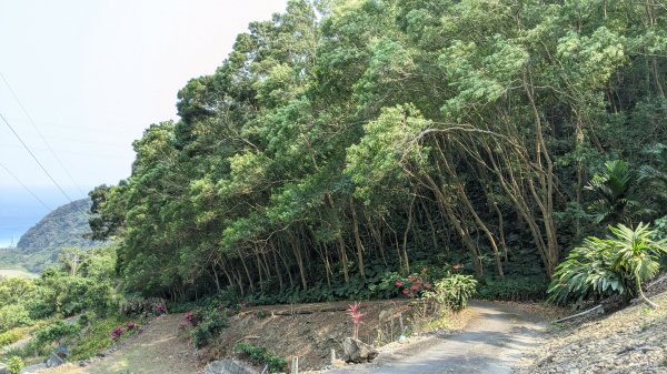 加奈美山(從加津林聯外道路)1324376