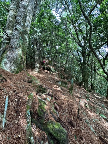 越嶺古道有神木的卡拉寶山2179861