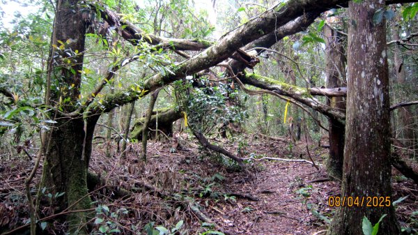 【油羅山/露營】 仙境舒活健走，雲端徜徉野趣！2887922
