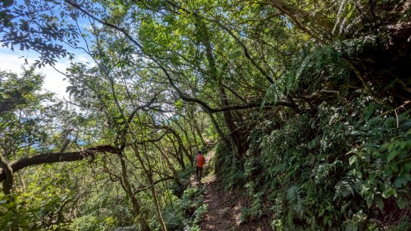 114.06.28內平林山-番子坑山-平湖森林遊樂區之O型2824237