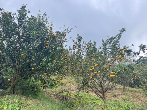 太元宮-關西玉山前-玉山/南柯山-東獅頭山/赤柯山南峰-赤柯山-太元宮 O繞2958045