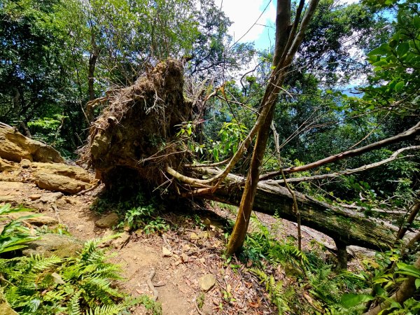 (天上山系)望月亭桐花-2025微笑山線大縱走尋寶集章任務2870346
