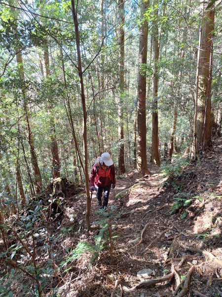 稍來神木+稍來山+稍來山南峰O型202412292678975
