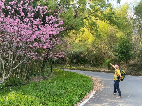 櫻之道.迷糊步道.福山古道.福山步道【全民一起瘋櫻花】1647059