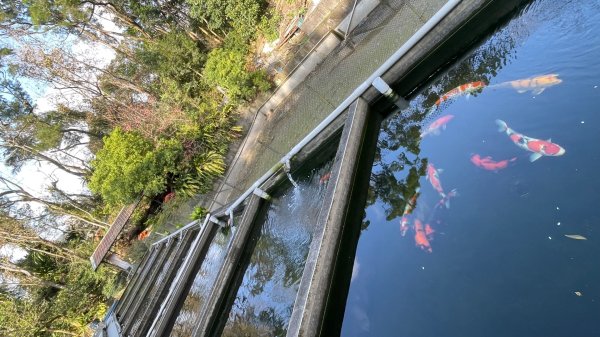 銀河洞越嶺貓空-新高麗坑山-銀獅縱走-猴山岳群峰+三條魚縱走2998297