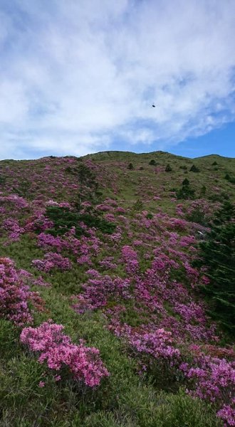 合歡山北峰 紅毛杜鵑611411