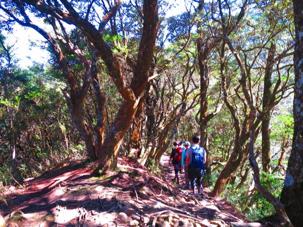 【新竹尖石】還記得北得拉曼山 這一季黃金山毛櫸的璀璨1183364