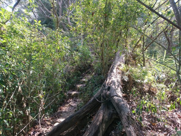 霧峰奧山桐林山步道群通爬860200