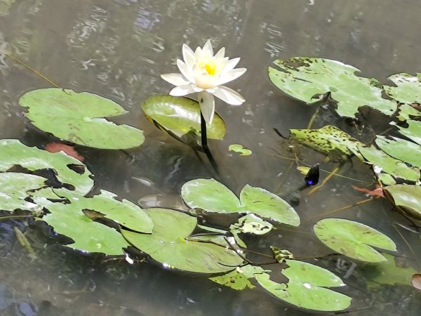 大安森林公園、港墘公園、文德三號公園【走路趣尋寶】【臺北健走趣】2549685