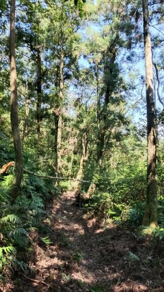 平溪區東勢格古道-咸豐嶺烽火台-峭壁雄峰-三抱竹鞍-白石後仙洞-東勢格古道P字走3126896