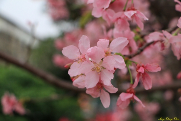 20160402~北投文化公園~33696