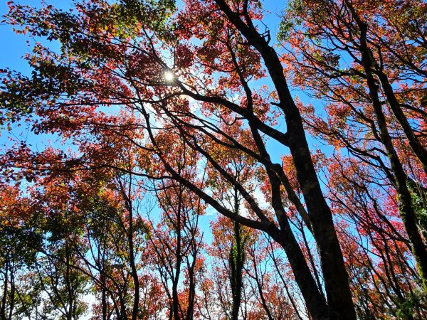 鳶嘴稍來山之楓紅／雲海2974077