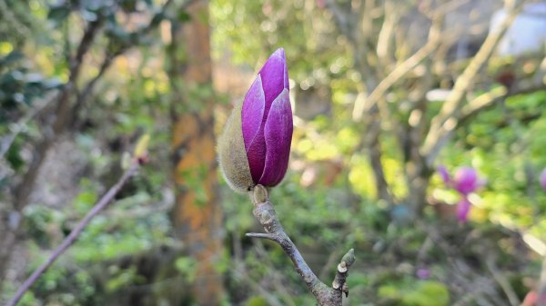 2025楓樹湖木蓮花即將大爆發，近似球形的花朵枝頭綻放，滿山滿谷粉紅泡泡，相當浪漫2711970