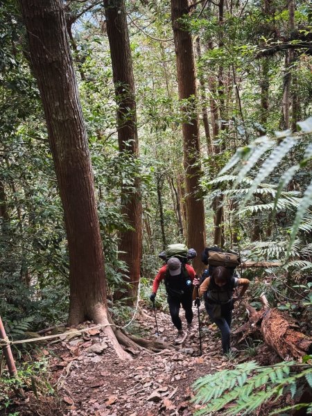 高島P型縱走-夢幻的杉林營地3012430