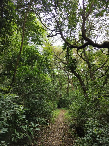 2024.04.14 倒別牛登中坑山飛鳳山O型2922814