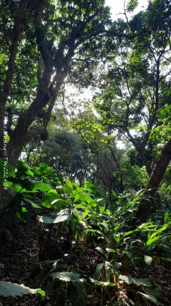 《彰化》卦山少林｜花壇西來園（銀行山）登山步道202412012657896