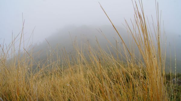 陰雨下的合歡山主峰別有風味296410