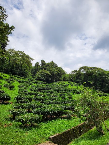 【南投|貓囒山】1049747
