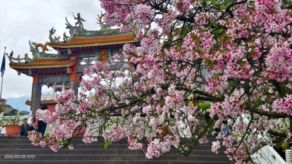 #天元宮 #吉野櫻 #頂湖小鎮 #紫藤 3/283024005