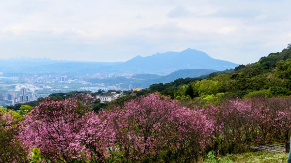 《蝶戀花・賞墨染櫻》2716455