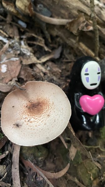 山野中的小精靈🧚‍♂️2289751