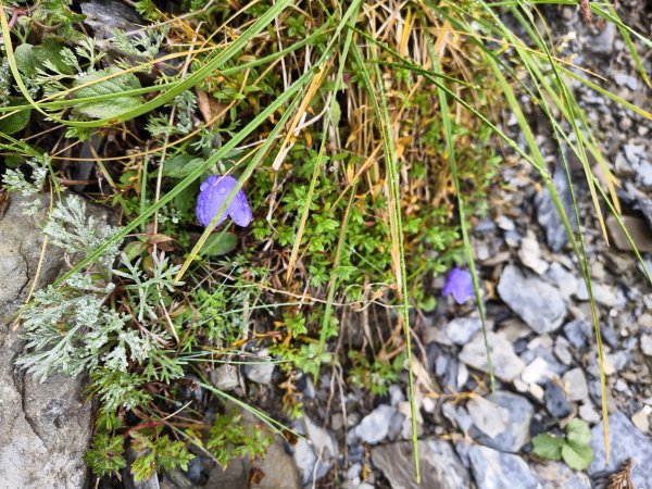 北一段(14/14)高山植物 2025_0906~132887648