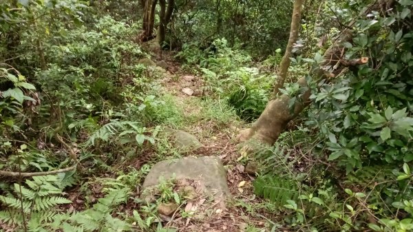 石門區北海道場-九芎林西北峰-九芎林山-土地公嶺古道O型3119057