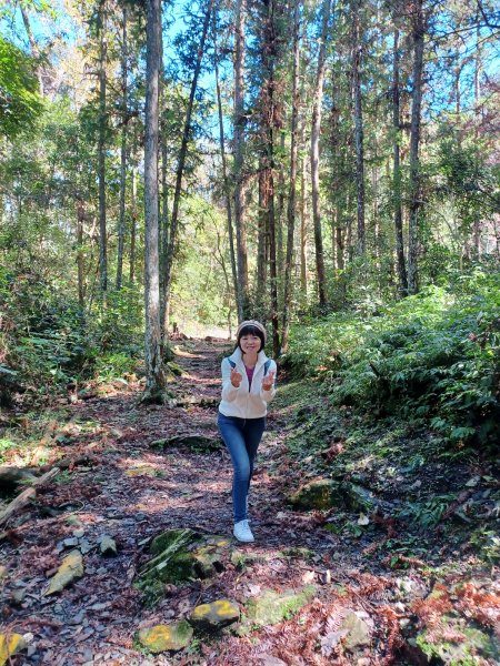 【台中和平】森林步道悠閒走。 八仙山森林遊樂區步道群2784602