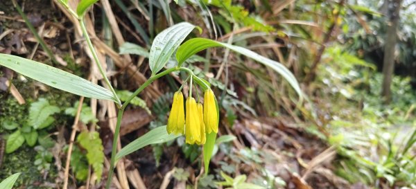 2026/03/01-紅淡山步道3010061