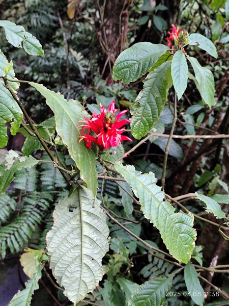 【臺北大縱走6】中華科大步道→九五峰→南港山→糶米古道→軍功山→中埔山→福州山公園→富陽自然生態公園2730077