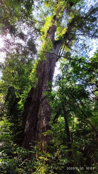 鎮西堡、司馬庫司巨木群-探訪森林感受大地之母蘊育雄偉1348613