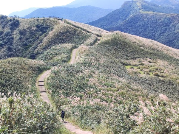 草嶺古道/桃源谷步道芒花季2411405