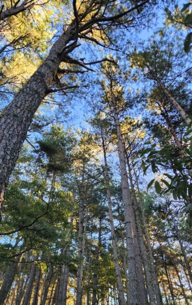 【中級山】馬武霸山，實至名歸的百岳觀景台2937715