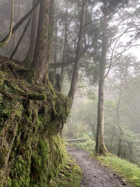 檜山巨木群步道2324149