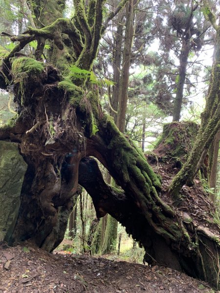 20200特富野，東水山，兒玉山O型縱走1064316