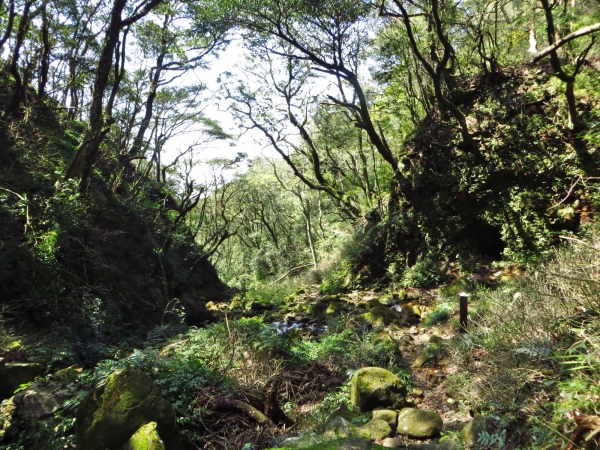 小觀音山-大屯溪古道縱走33268