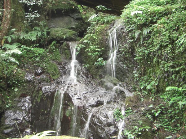 赫威神木群步道&赫威山200907301955206