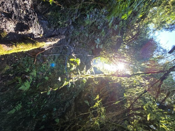 郡大林道19k之郡大神木群二刷～雲海滿出來～2451884