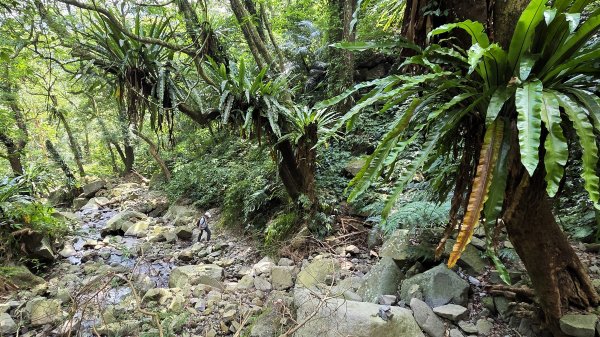 享受台北近郊陽明山小秘境楓林瀑布的清新芬多精2996552