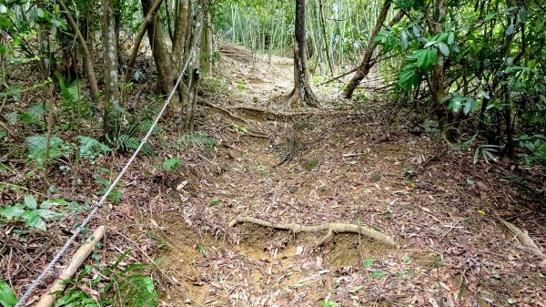 樹梅古道,不二法門2240007