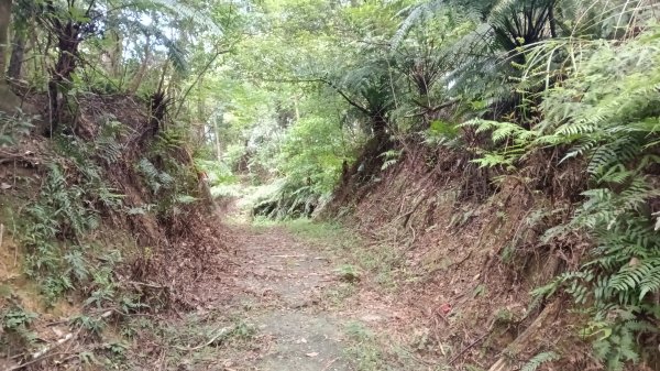 基隆市月眉洞步道-仙洞湖山-姑娘廟P字走3121992