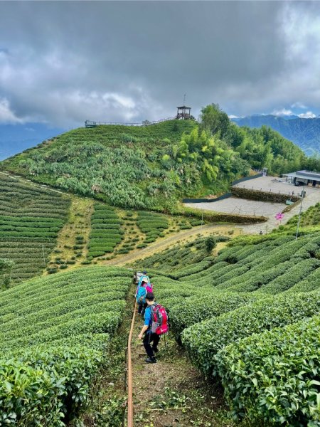 羊彎上武岫大崙山茶園尋山頭2824888