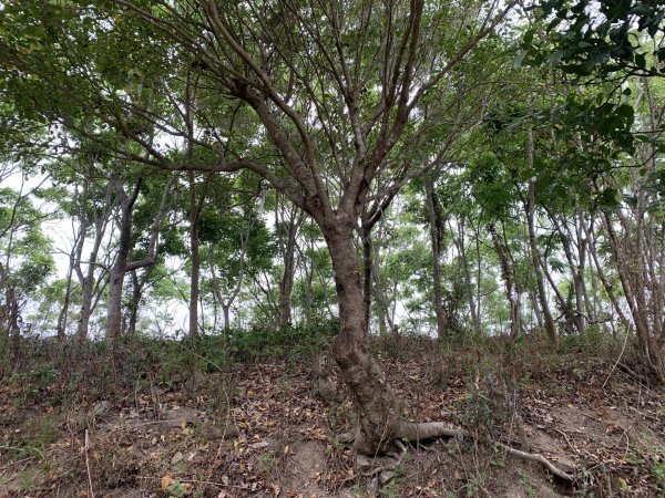 20250405屏東內南世山-西霧里乙山2757792