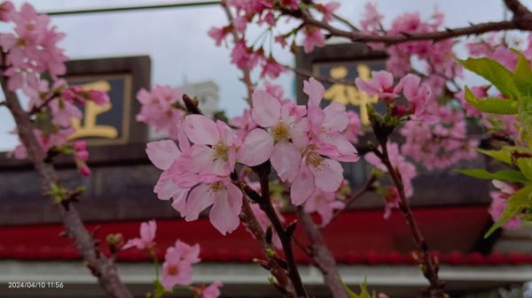 大屯山槓龜，路邊的野花不要採4/6  #富士櫻 #細花根節蘭 #台灣藜蘆2475461