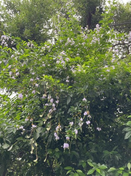 觀音山秘境2634075